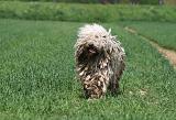 KOMONDOR 025